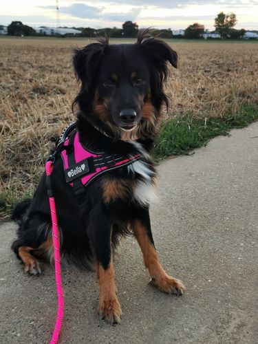 Customer photo review of Pfotenlove - Anti-Zug Personalisiertes Hundegeschirr – Premium Edition