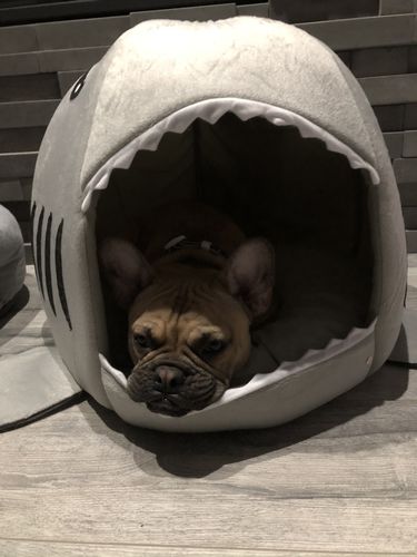 frenchie shark bed
