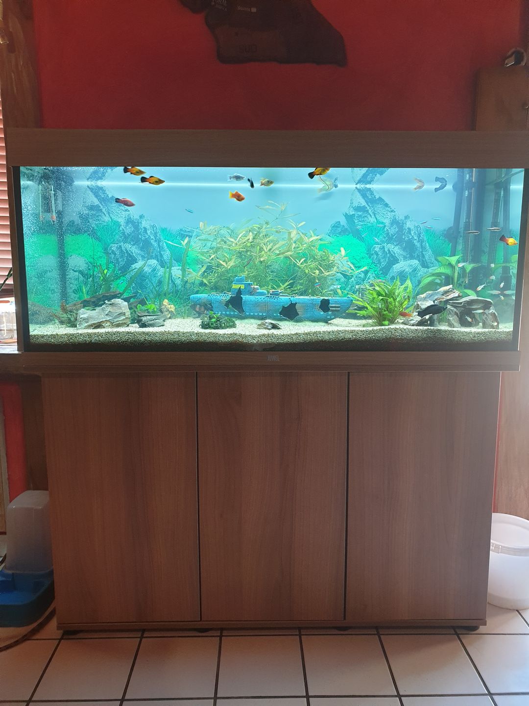 Customer photo review of Aquarium Rio 240 LED Chêne Équipé JUWEL - 240L