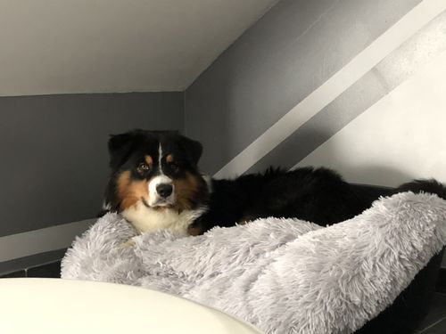 Customer photo review of Lit Apaisant Comfy® |  Pour Chien et Chat