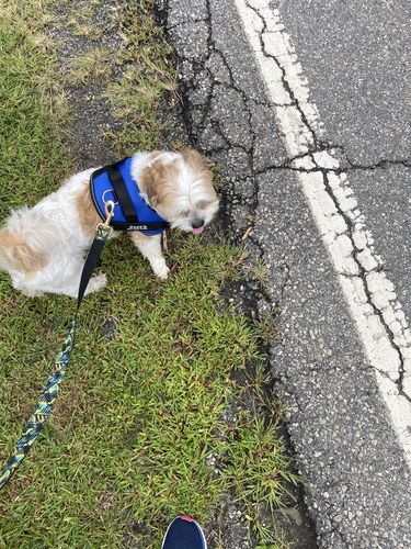 Customer photo review of Lifetime Warranty Personalized NO PULL Dog Harness (FREE Shipping)