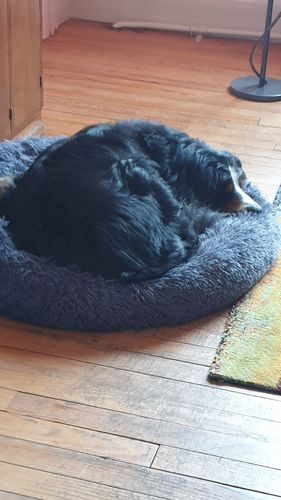Customer photo review of Lit Apaisant Comfy® |  Pour Chien et Chat