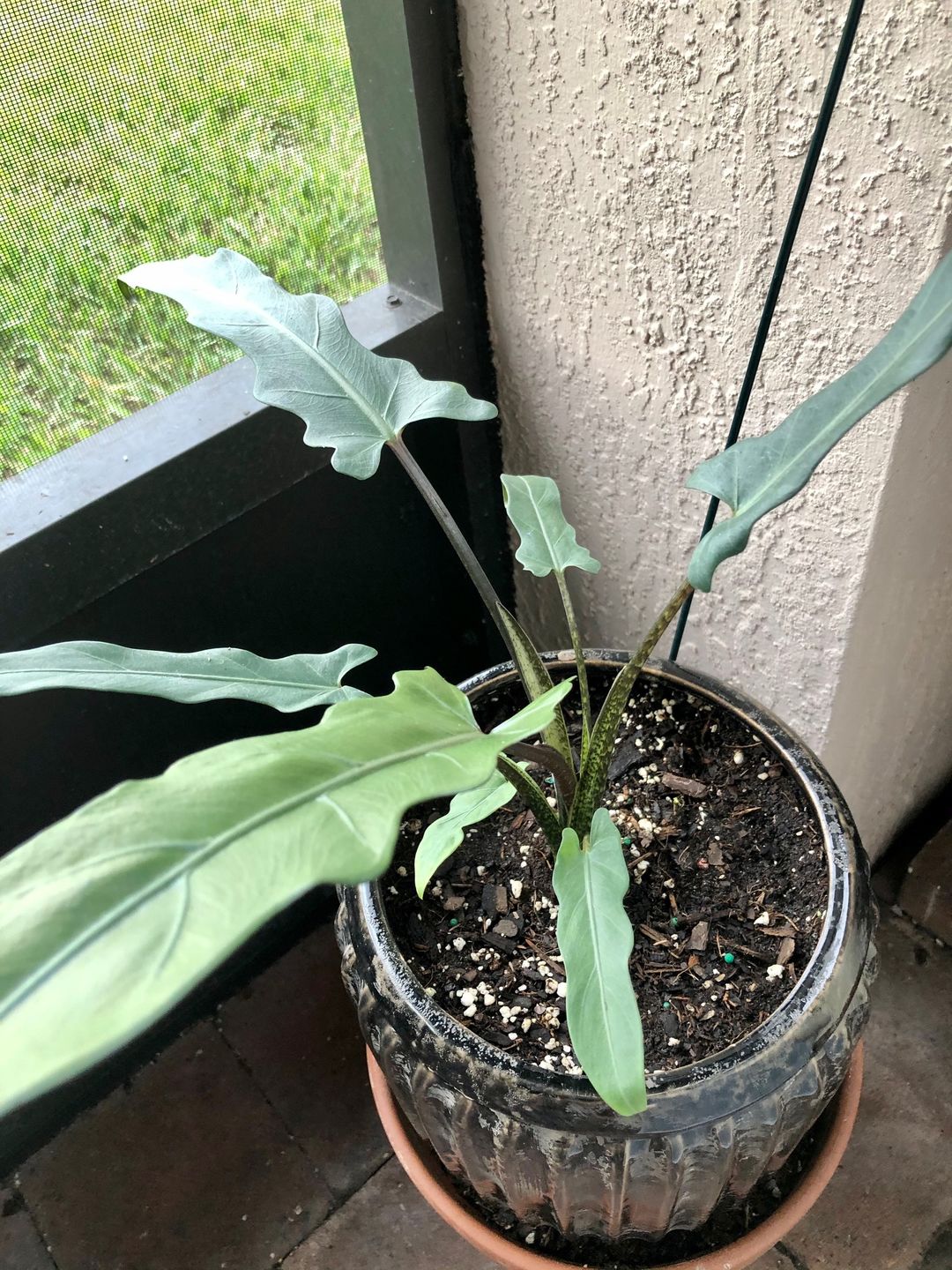 Customer photo review of 4" Alocasia Lauterbachiana