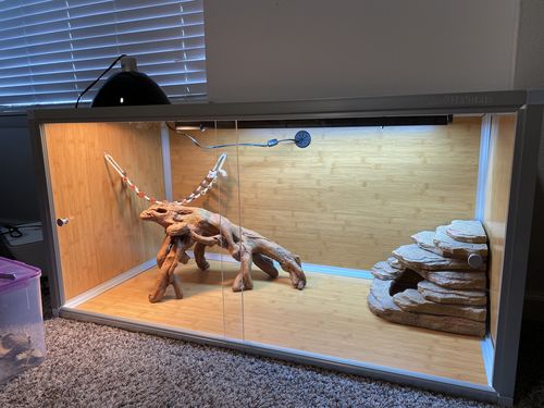 Customer photo review of 4'x2'x2' Wood Panel Bearded Dragon Enclosure by Zen Habitats