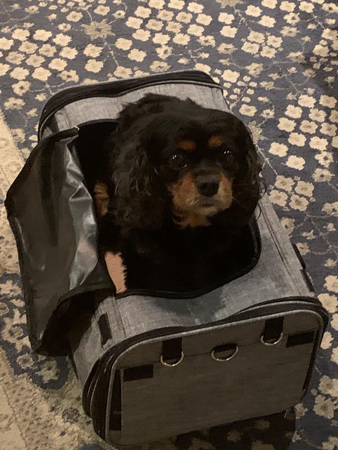 Customer photo review of Chelsea Roller™ - Pet Travel Carrier