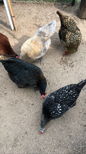 Customer photo review of GrubTerra Dried Larvae