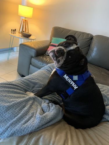 Customer photo review of DF Co. Classic Blue Dog Harness