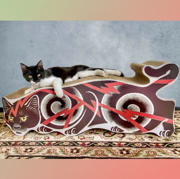 Customer photo review of Electric Cat Scratcher