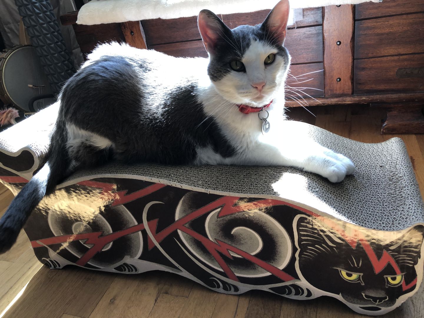 Customer photo review of Electric Cat Scratcher