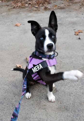 Customer photo review of DF Co. Purple Dog Harness