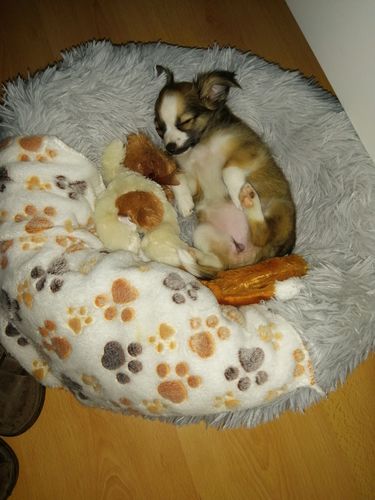 Customer photo review of Lit Apaisant Comfy® |  Pour Chien et Chat