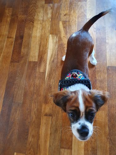 Customer photo review of Pfotenlove - Anti-Zug Personalisiertes Hundegeschirr – Premium Edition