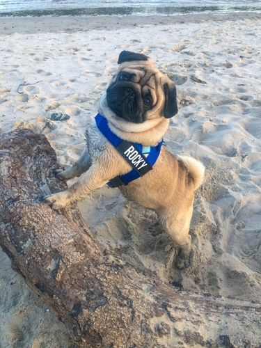 Customer photo review of DF Co. Classic Blue Dog Harness