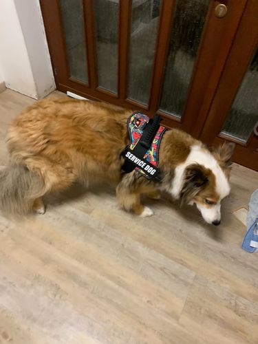 Customer photo review of Pfotenlove - Anti-Zug Personalisiertes Hundegeschirr – Premium Edition