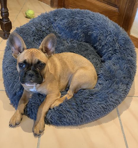 Customer photo review of Lit Apaisant Comfy® |  Pour Chien et Chat
