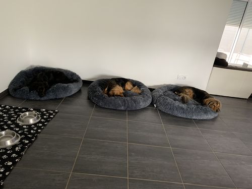 Customer photo review of Lit Apaisant Comfy® |  Pour Chien et Chat