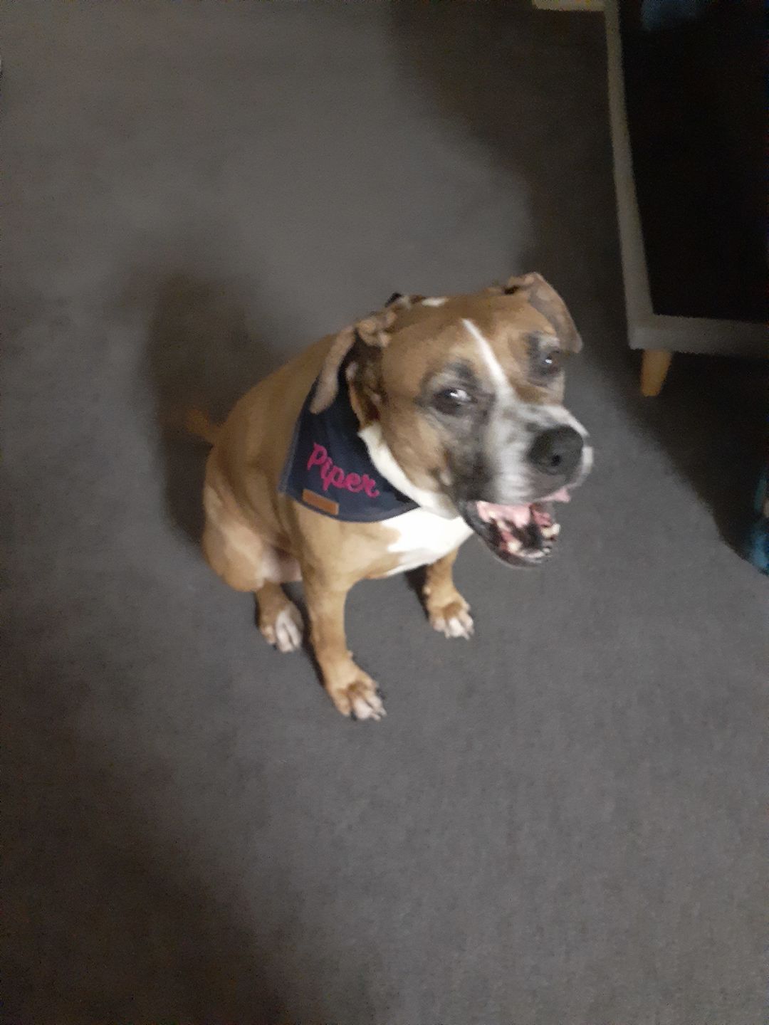 Customer photo review of Custom Text Denim Dog Bandana