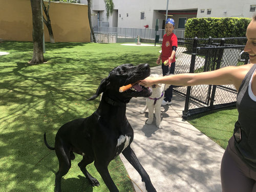 Customer photo review of Bully Sticks - Big Box ( 100 Sticks )