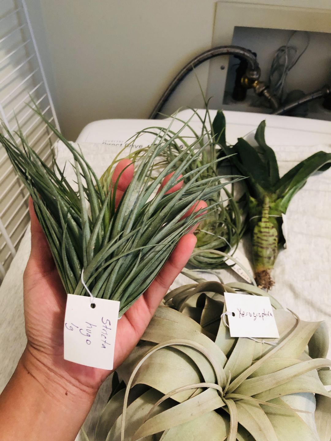 Customer photo review of Large Air Plants Mystery Box
