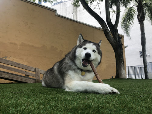 Customer photo review of Bully Sticks - Big Box ( 100 Sticks )