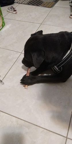 Customer photo review of 100 Bully Sticks Box