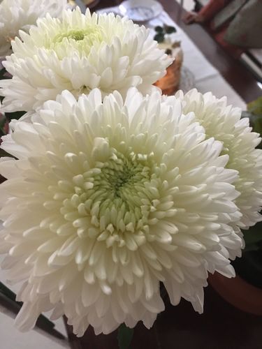 Customer photo review of Subscribe to Cut Flowers - Premium