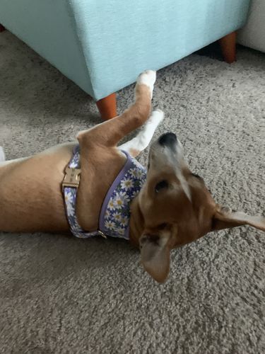 Customer photo review of Purple daisy dog harness set