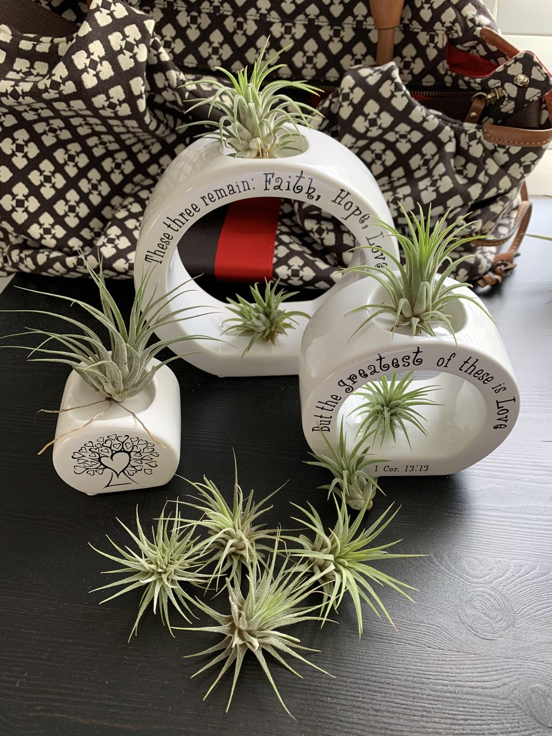 Customer photo review of B Quality Ionantha Variety 3 Pack  ($0.75 Per Plant)