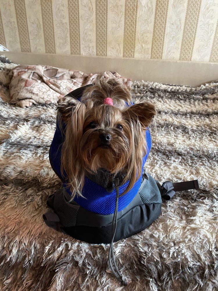 Customer photo review of Pet.Zip™ - Pet Backpack Carrier