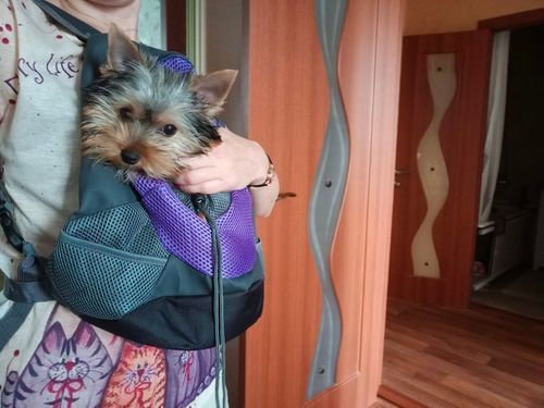 Customer photo review of Pet.Zip™ - Pet Backpack Carrier