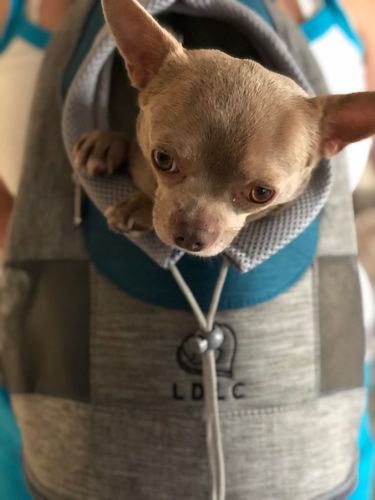 Customer photo review of Petyfy™ AIR Dog Backpack + Lifetime Warranty!