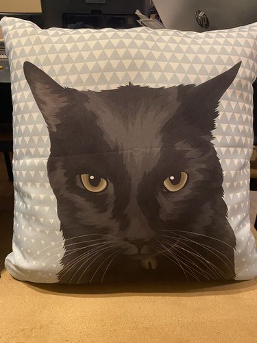 Customer photo review of Custom Pet Couch Pillow with Cover