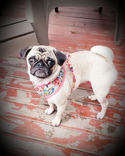 Customer photo review of Rifle paper co dog harness - Garden Party Cream petite prints