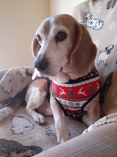 Customer photo review of Christmas Stripes dog harness