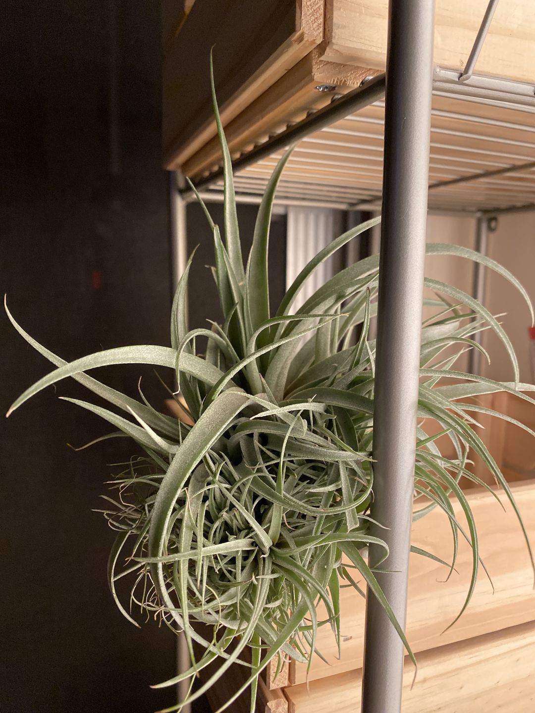 Customer photo review of X Betty  (xerographica x brachycaulos)  *Cannot Be Shipped Internationally*