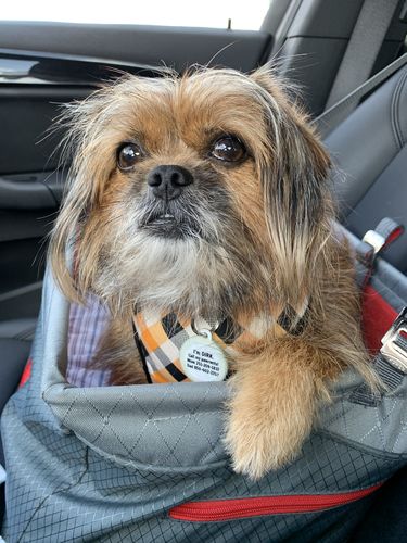 Customer photo review of Buffalo Plaid dog harness vest/ Christmas red black dog harness