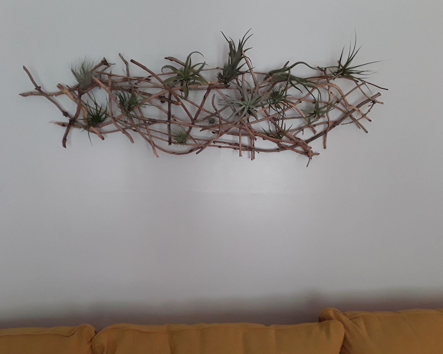Customer photo review of 10 Pack Premium Air Plants Mix  *Cannot Be Shipped Internationally*