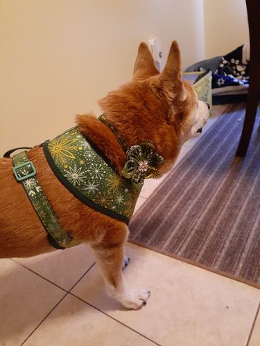 Customer photo review of greenChristmas snowflake dog collar Flower, Holiday winter dog collar, Glitter Green dog collar, Girl Puppy collar, Small medium large dog collar