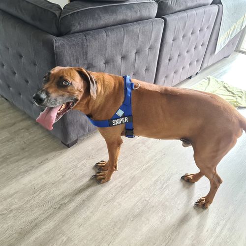 Customer photo review of DF Co. Classic Blue Dog Harness