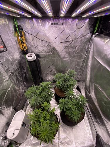 Customer photo review of Slim 600H Dimmable LED Grow Light 600w (120 Degree) 3500k