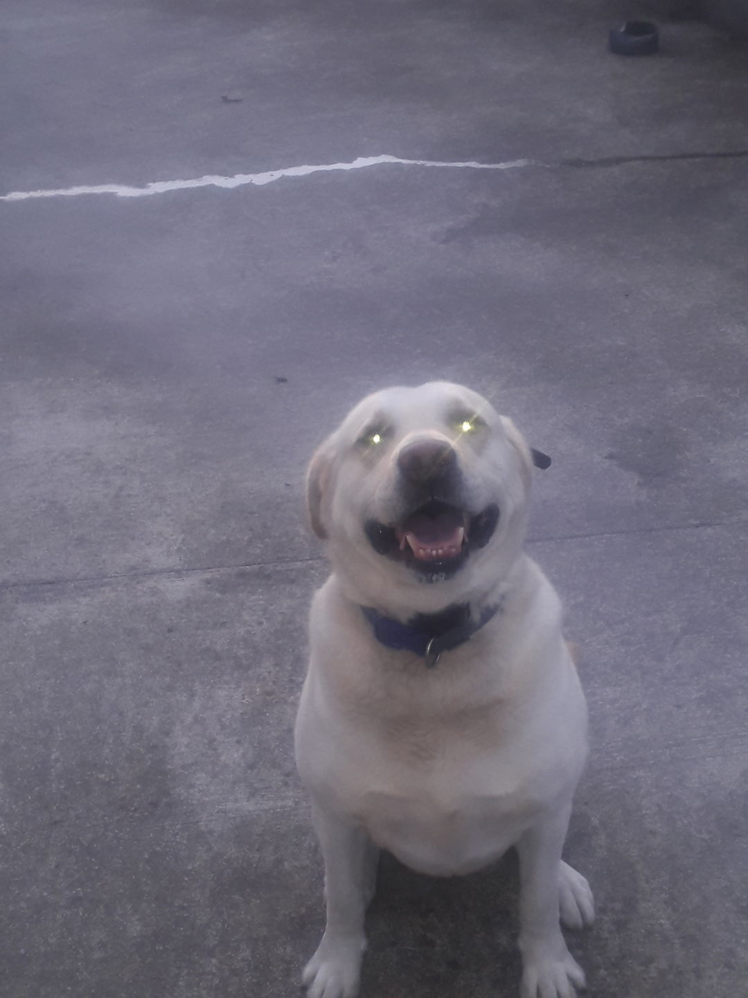 Customer photo review of Remote Training Collar System
