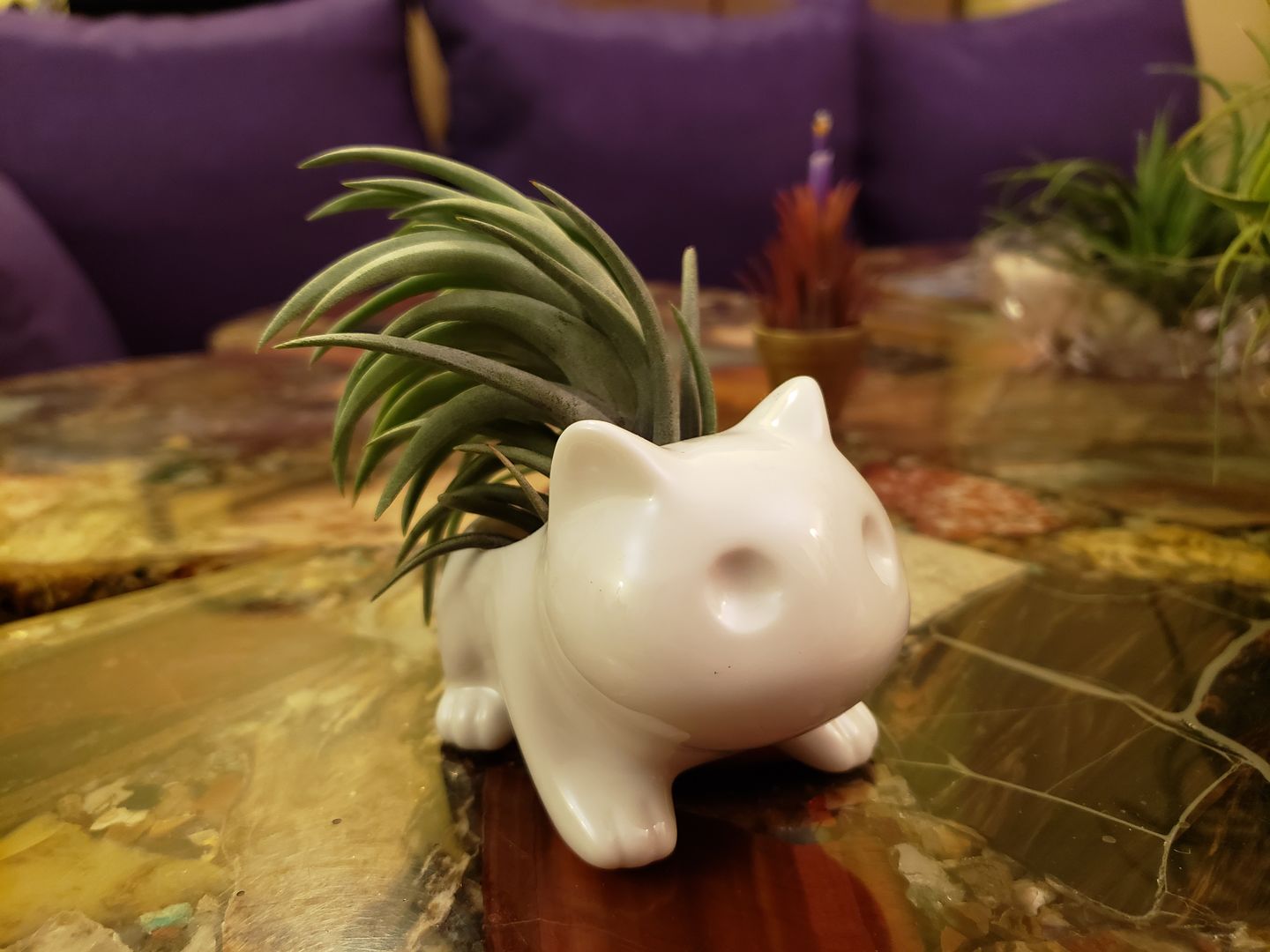 Customer photo review of Bulbasaur Planter  (Includes Drainage Hole For Non Air Plants)
