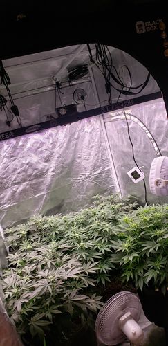 Customer photo review of Slim 480H Dimmable LED Grow Light 480w (120 Degree) 3500k