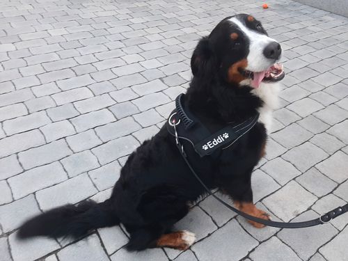 Customer photo review of Pfotenlove - Anti-Zug Personalisiertes Hundegeschirr – Premium Edition