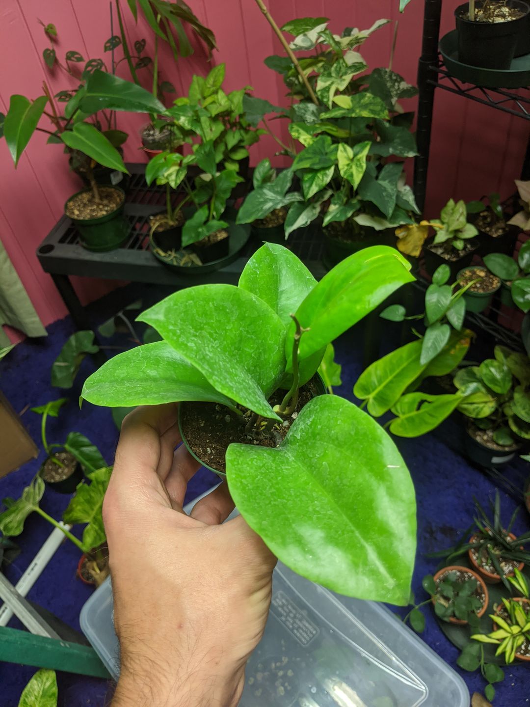 Customer photo review of 3" Hoya Surigaoensis