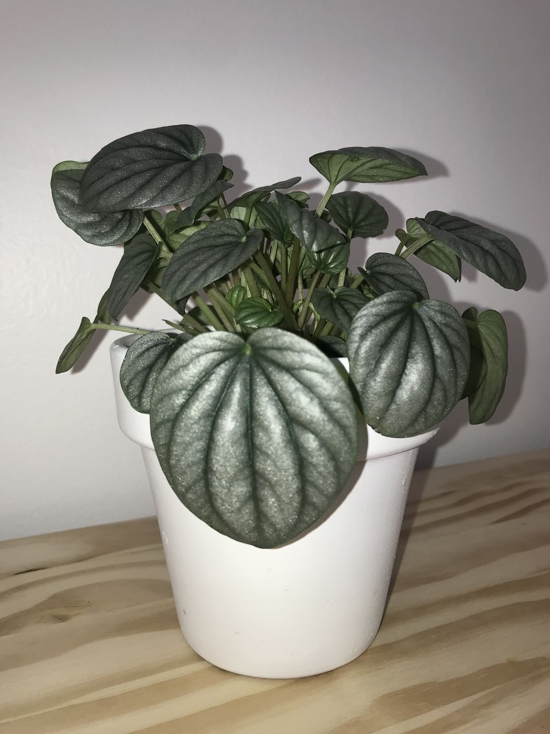 Customer photo review of 4" Peperomia 'Frost'