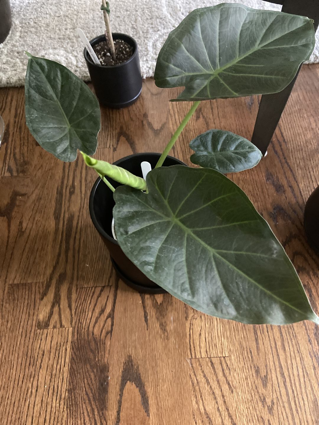 Customer photo review of 4" Alocasia Regal Shield