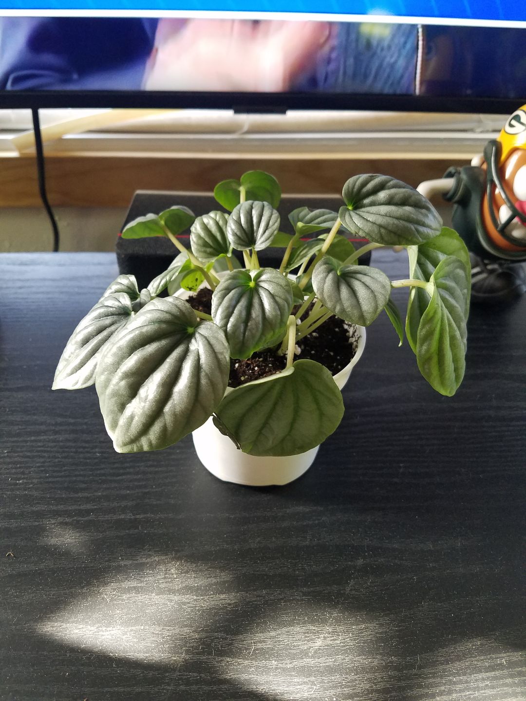 Customer photo review of 4" Peperomia 'Frost'
