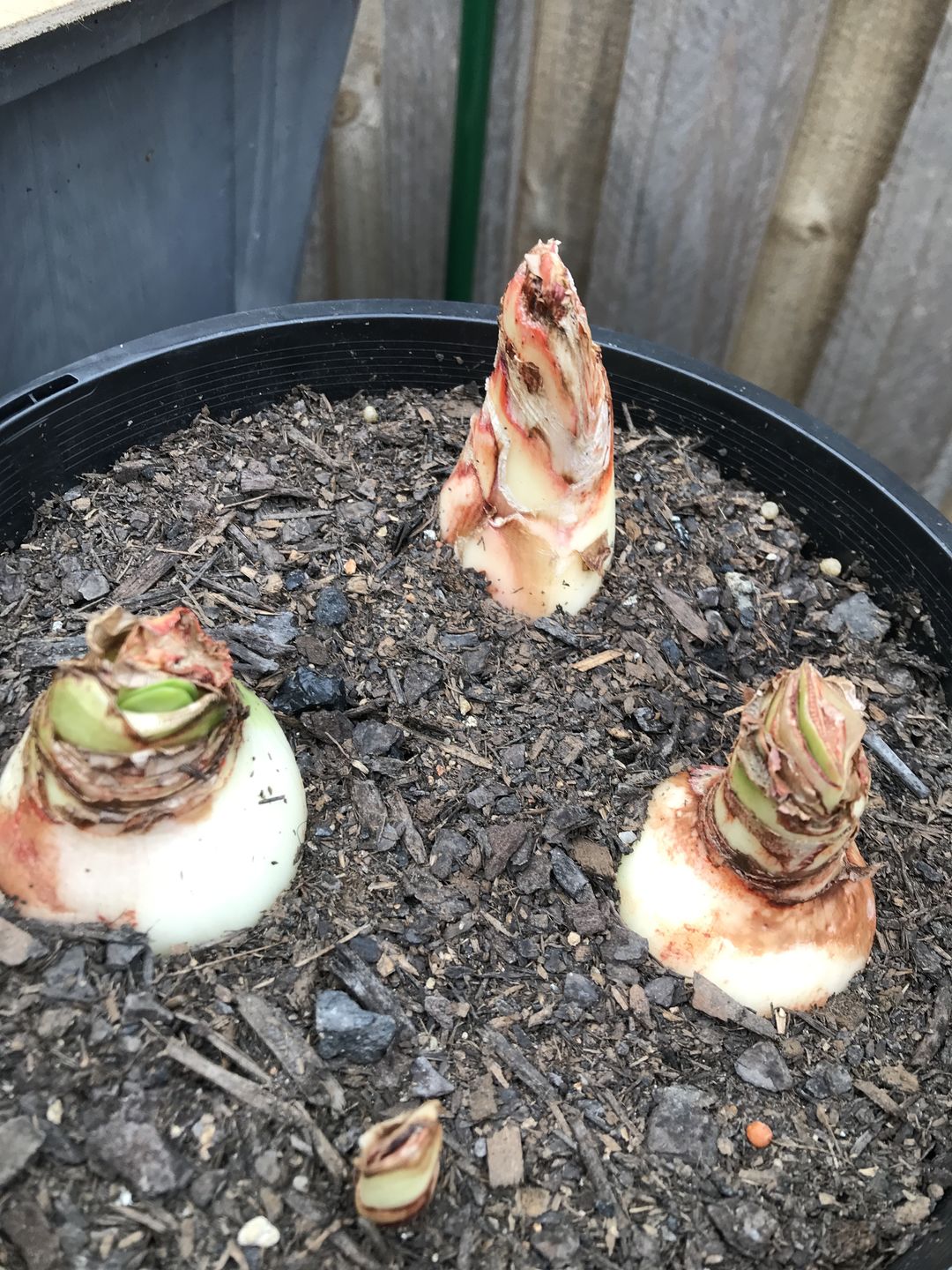 Customer photo review of Hippeastrums