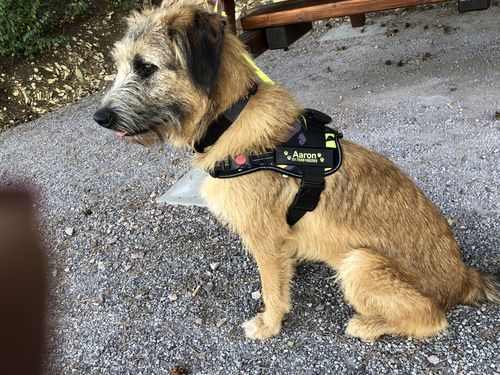 Customer photo review of Pfotenlove - Anti-Zug Personalisiertes Hundegeschirr – Premium Edition